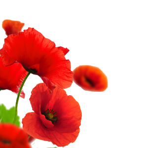 Poppy flowers red PNG