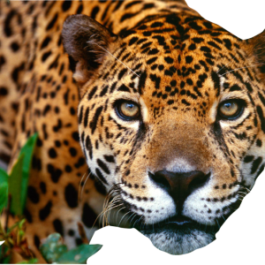 Jaguar PNG