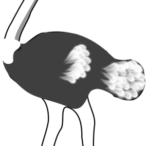 Ostrich PNG