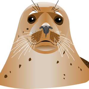 Harbor seal PNG