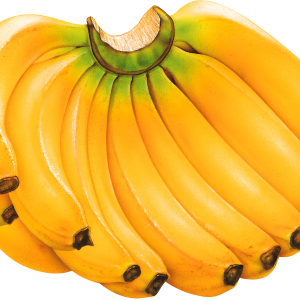 Many bananas PNG picture