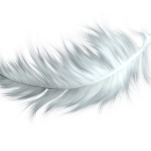 Feather PNG