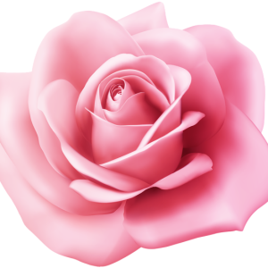 Rose PNG