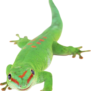 Gecko PNG