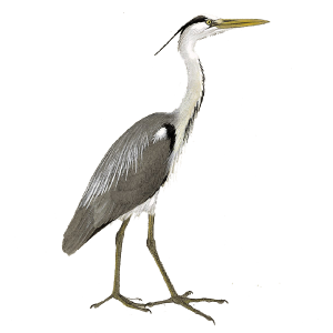 Heron PNG