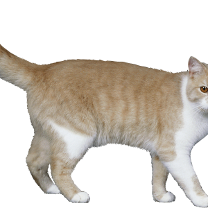 Cat PNG