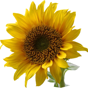 Sunflower PNG