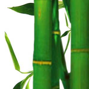 Bamboo PNG