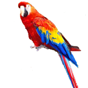 Parrot PNG images, free download