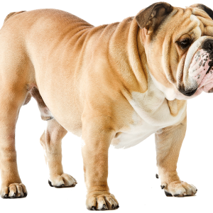 Dog PNG