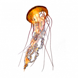 Jellyfish PNG
