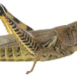 Grasshopper PNG