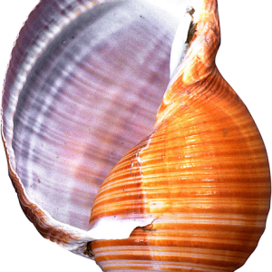 Conch PNG