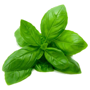 Basil PNG