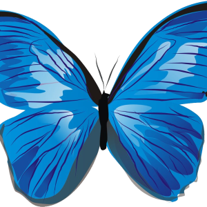 Blue butterfly PNG image