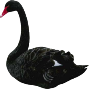 Black swan PNG