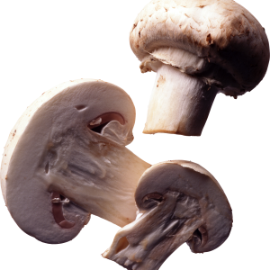 Mushroom PNG image