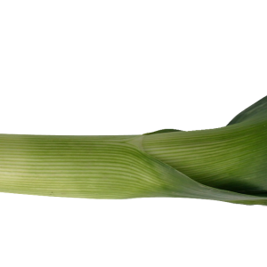 Leek PNG