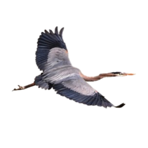 Heron PNG