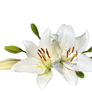 Lilium PNG