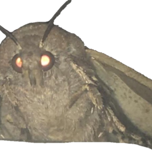 Moth PNG