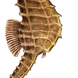Seahorse PNG