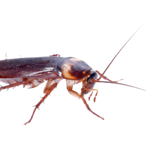 Roach PNG