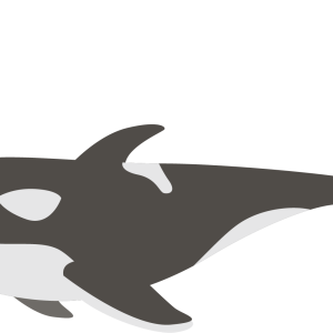 Killer whale PNG