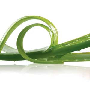 Aloe vera PNG