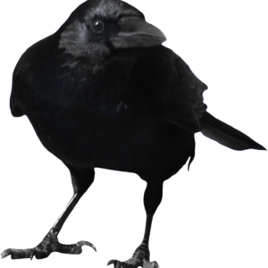 Crow PNG image
