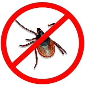 Tick insect PNG