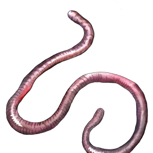 earthworm worm PNG