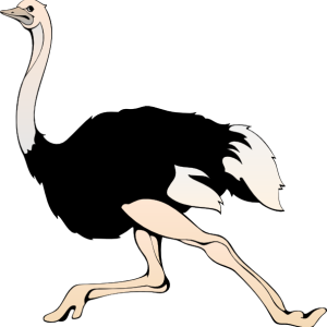 Ostrich PNG