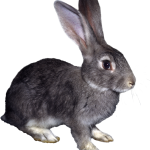 rabbit PNG