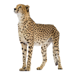Cheetah PNG
