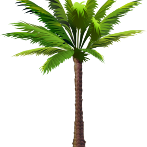 Palm tree PNG