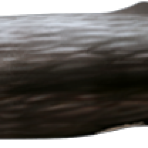 Sperm whale PNG