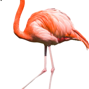 Flamingo PNG