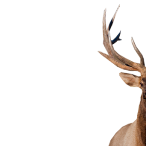 Moose, elk PNG