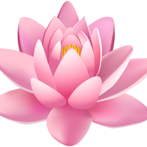 Lotus flower PNG