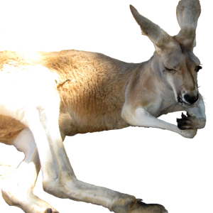 Kangaroo PNG