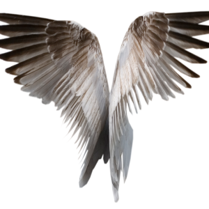 Wings PNG