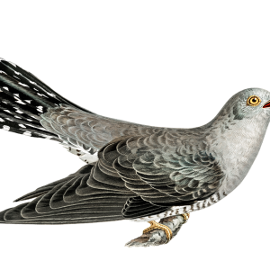 Cuckoo PNG
