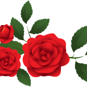 Rose PNG