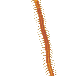 long Centipede PNG
