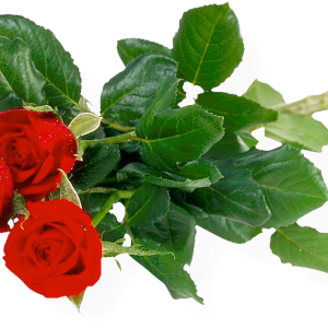 Rose PNG