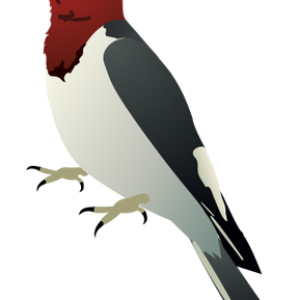 Woodpecker PNG
