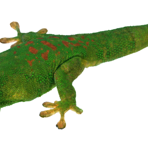 Gecko PNG