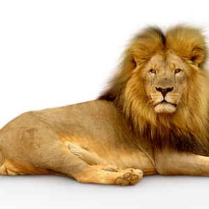 Lion PNG