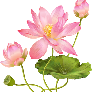 Lotus flower PNG